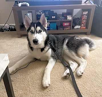 Photo of Buff