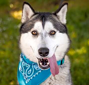 Photo of Topaz