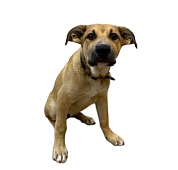 Photo of Shrug