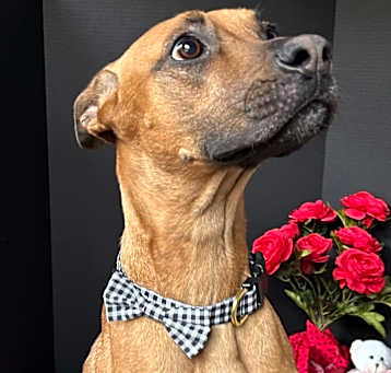 Photo of Ginger
