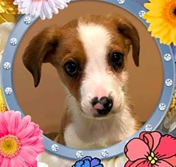 Photo of Dr Pepper (Soda Pups)