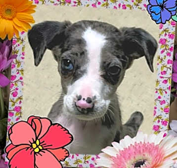 Photo of Pepsi (Soda Pups)