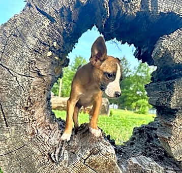 Photo of Emilio (E litter)