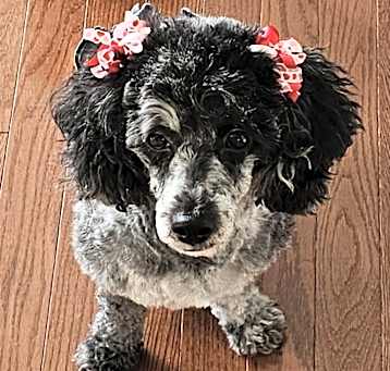 Photo of Dixie