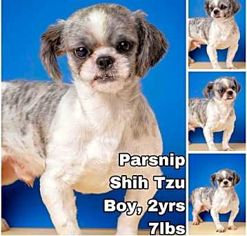 Photo of Parsnip from Korea