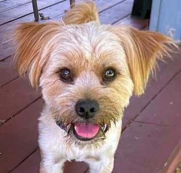 Photo of Ziggy