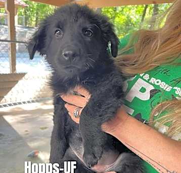 Photo of Hopps
