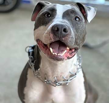 Photo of Blue