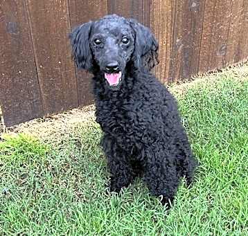 Photo of Erick Toy Poodle