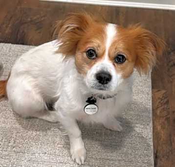 Photo of Archie