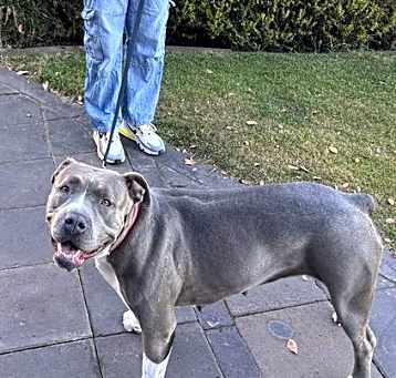 Photo of GOOSE #2
