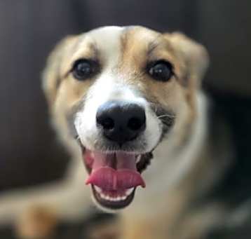 Photo of Kingsley