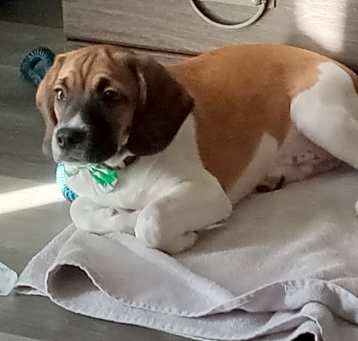 Photo of Bailey