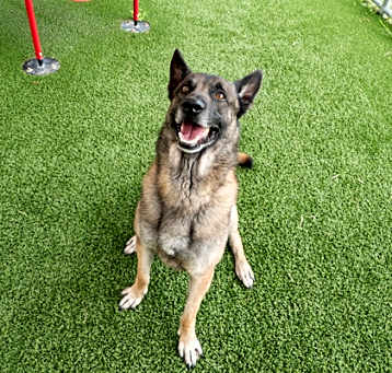 Photo of Scamp