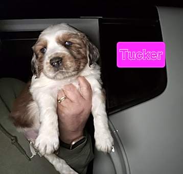 Photo of Tucker