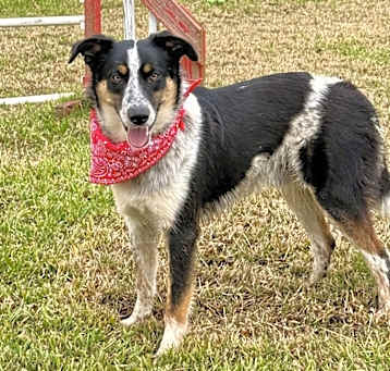 Photo of Ace