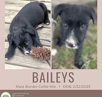 Photo of Bailey's