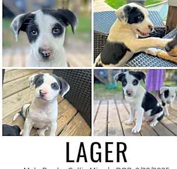 Photo of Lager