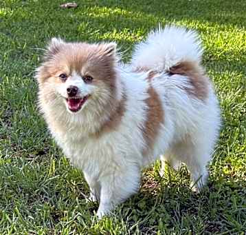 Photo of Violet