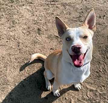 Photo of Daisy