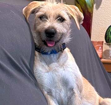 Photo of Willow