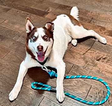 Photo of Scout