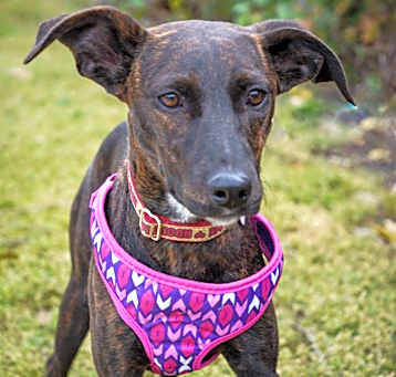 Photo of Phylis