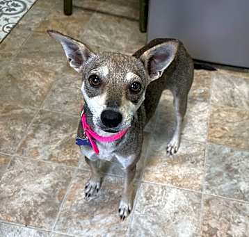 Photo of Sage