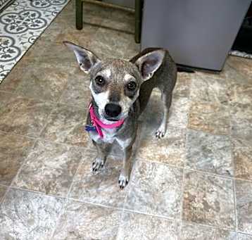 Photo of Sage