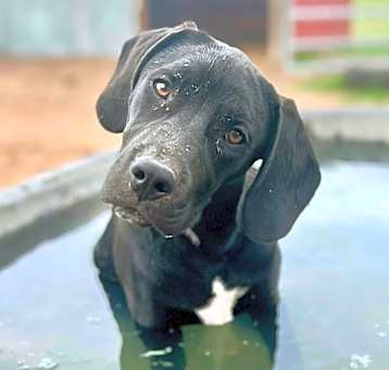 Photo of Comet