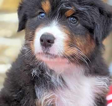 Photo of Allegro