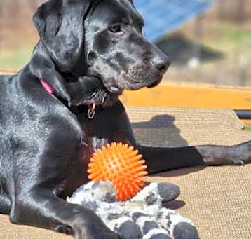 Photo of Lady