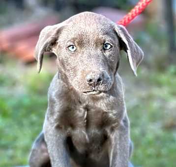 Photo of Clover
