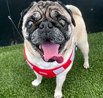Photo of Riggs *special needs* *bonded to Elodie* / Elodie *bonded to Riggs*