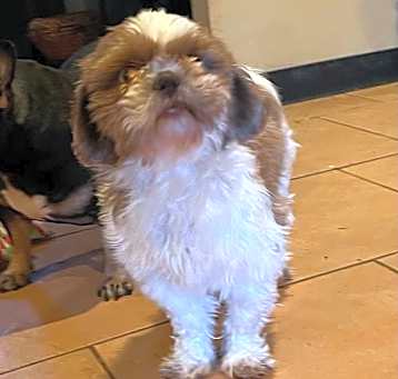 Photo of Puddy