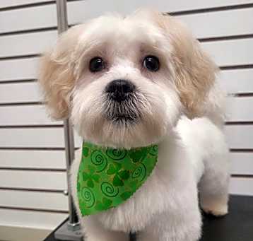 Photo of Milo-Adoption Pending