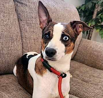 Photo of Cleo.
