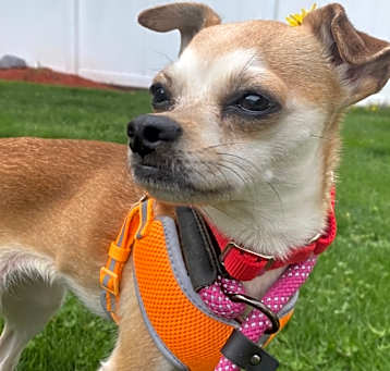 Photo of Sugar