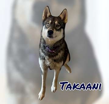 Photo of TAKAANI