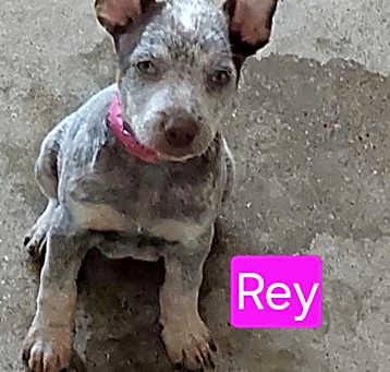 Photo of Rey