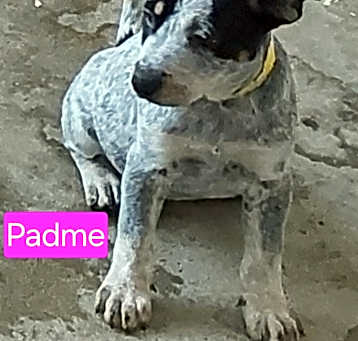 Photo of Padme