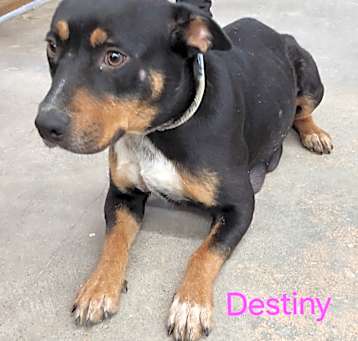 Photo of Destiny