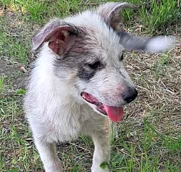 Photo of Long Allen Litter
