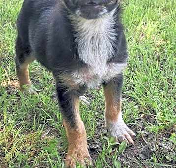Photo of Long Allen Litter