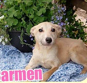 Photo of Carmen