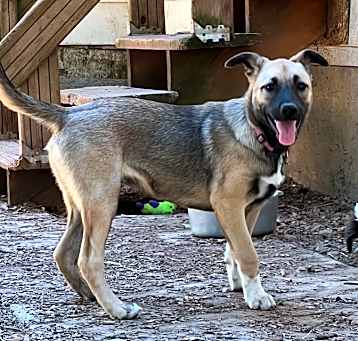 Photo of Nova