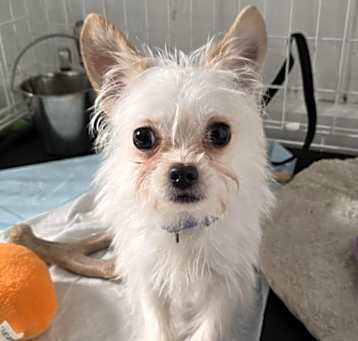 Photo of Elroy