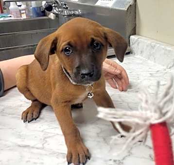 Photo of Cocoa
