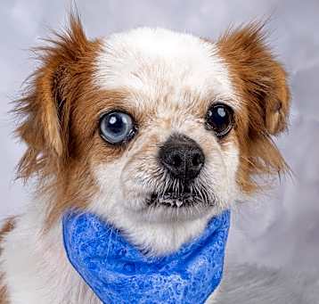 Photo of Munchkin