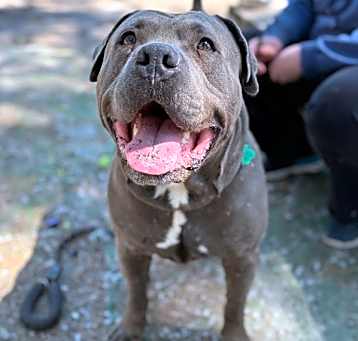 Photo of Chops